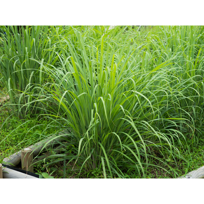 Lemongrass