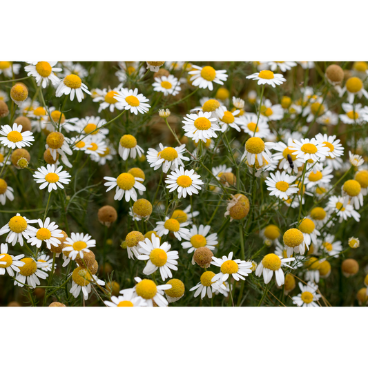 Premium Chamomile