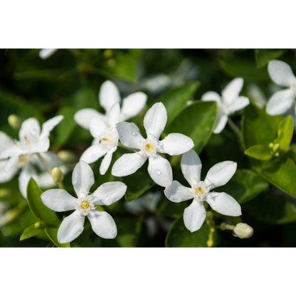Premium Jasmine