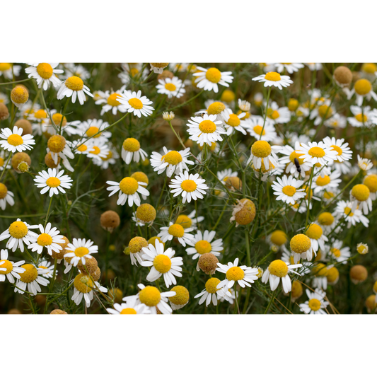 Chamomile
