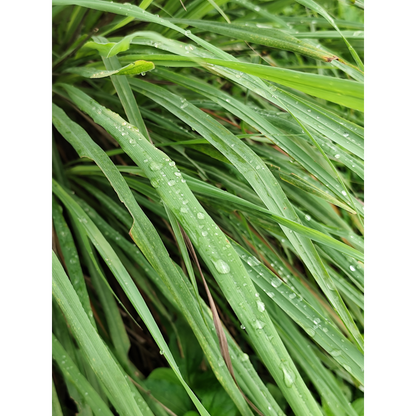 Citronella