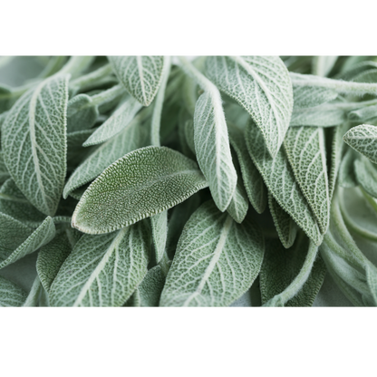 Premium Clary Sage